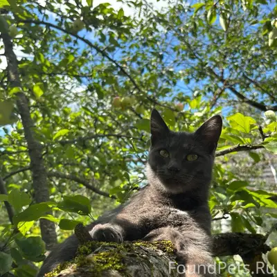 Пропал кот Моня, Калуга