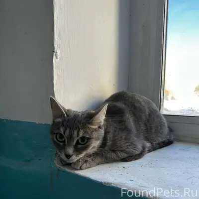 Пропала кошка Мурка