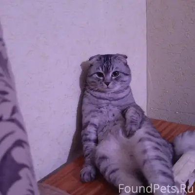 Пропал кот Тишка, Суходол спортивная 7