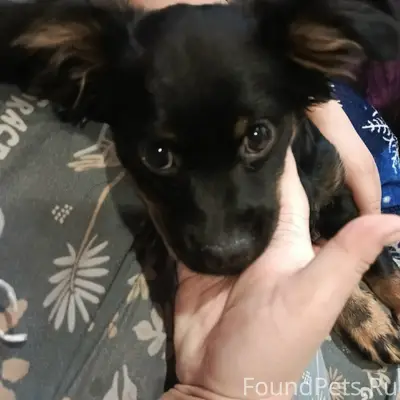 Найден щенок, ищем хозяев