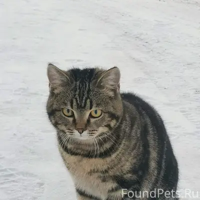 Пропал кот Маркиз, Восточная 141