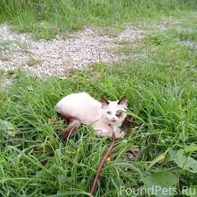 Пропала кошка Муся, улица Летняя
