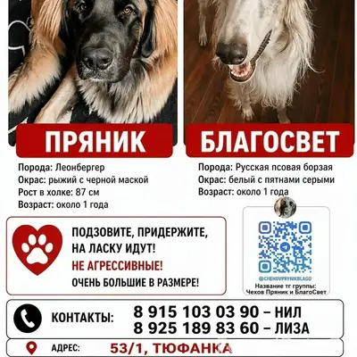 Пропал Леонбергер Пряник, Московская область