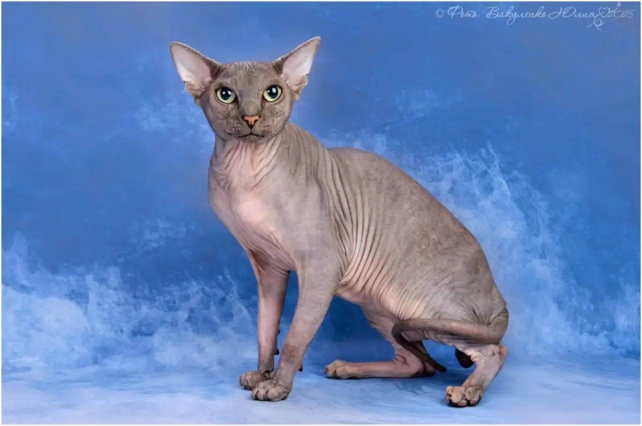 Пропал сфинкс Шерлок, Яблоновский