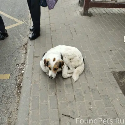 Найден пёс, Подольск, Просторы