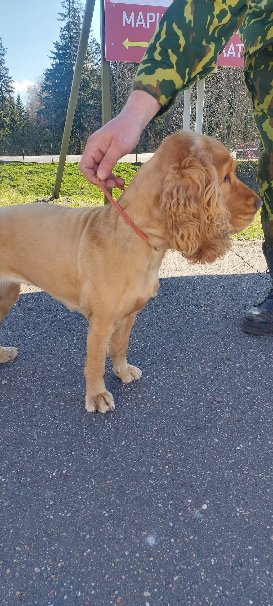 Найдена собака, район Линии Сталина