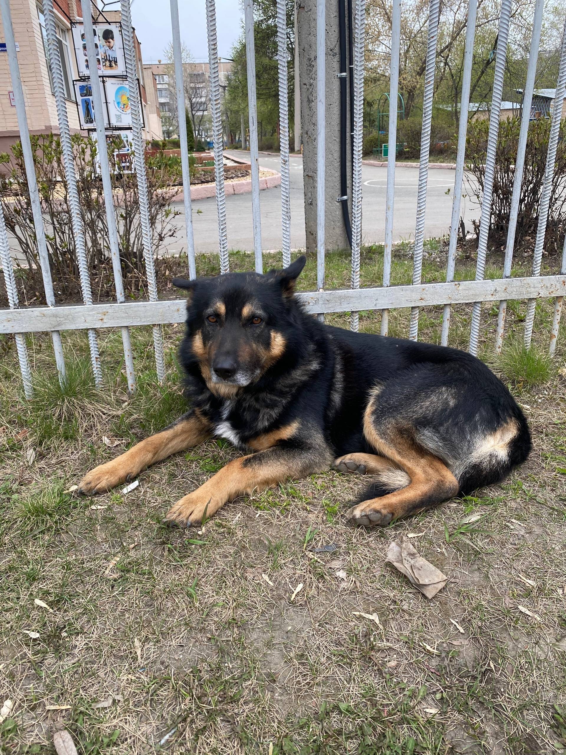 Найденна собака, Курчатовский район