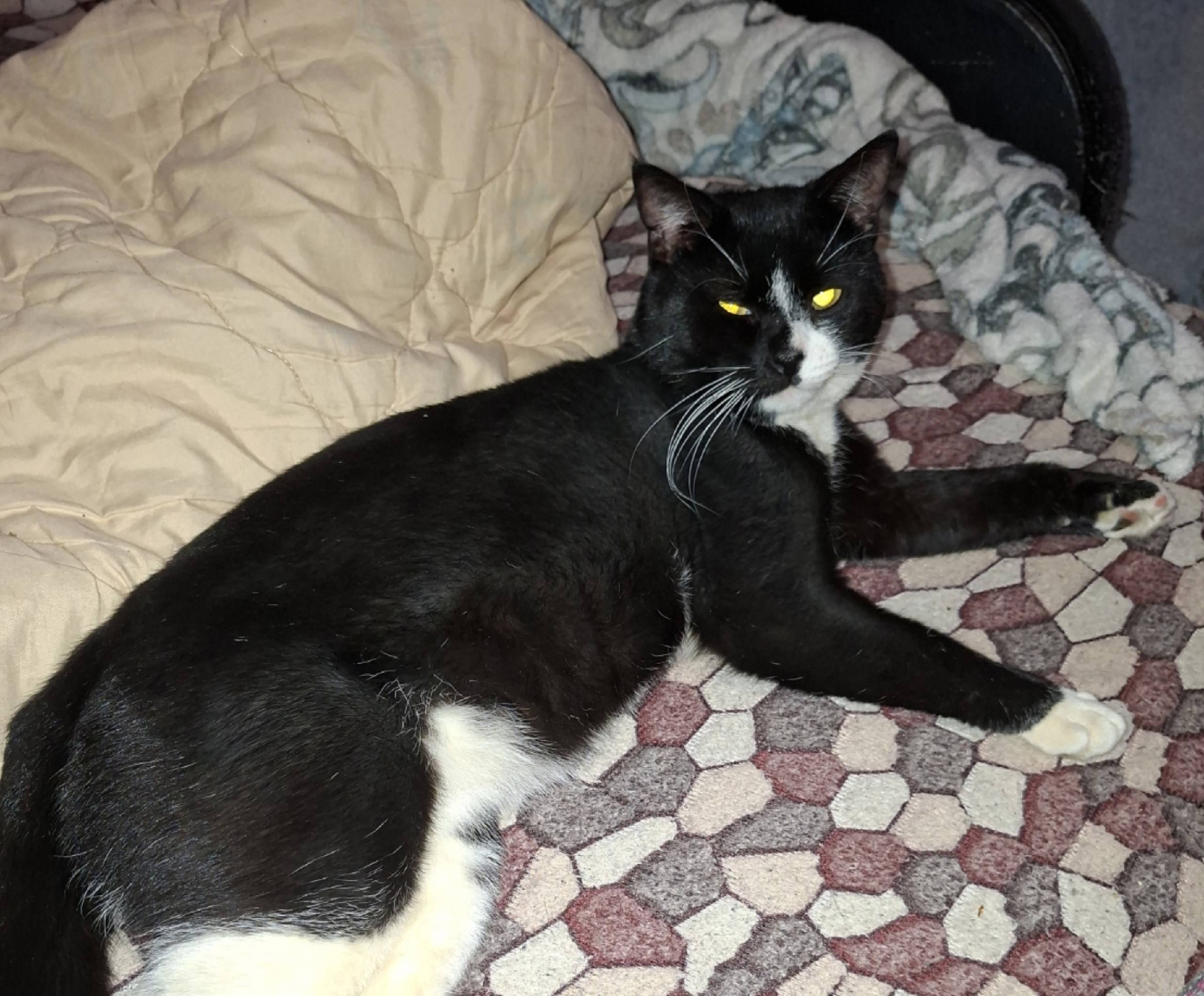 Пропал кот Томас, улица Дзержинского