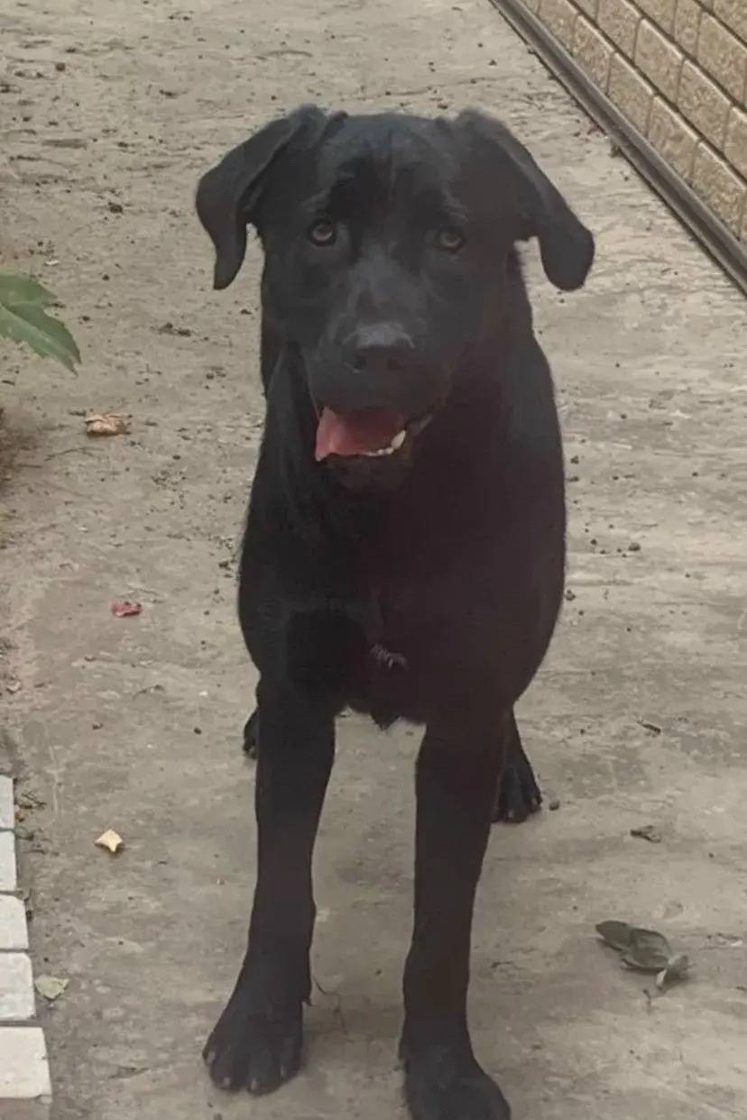 Пропал лабрадор Арчи, район Кучурда