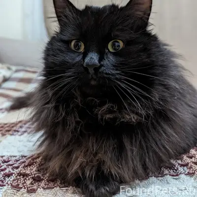 Пропал черный кот, район белой школы