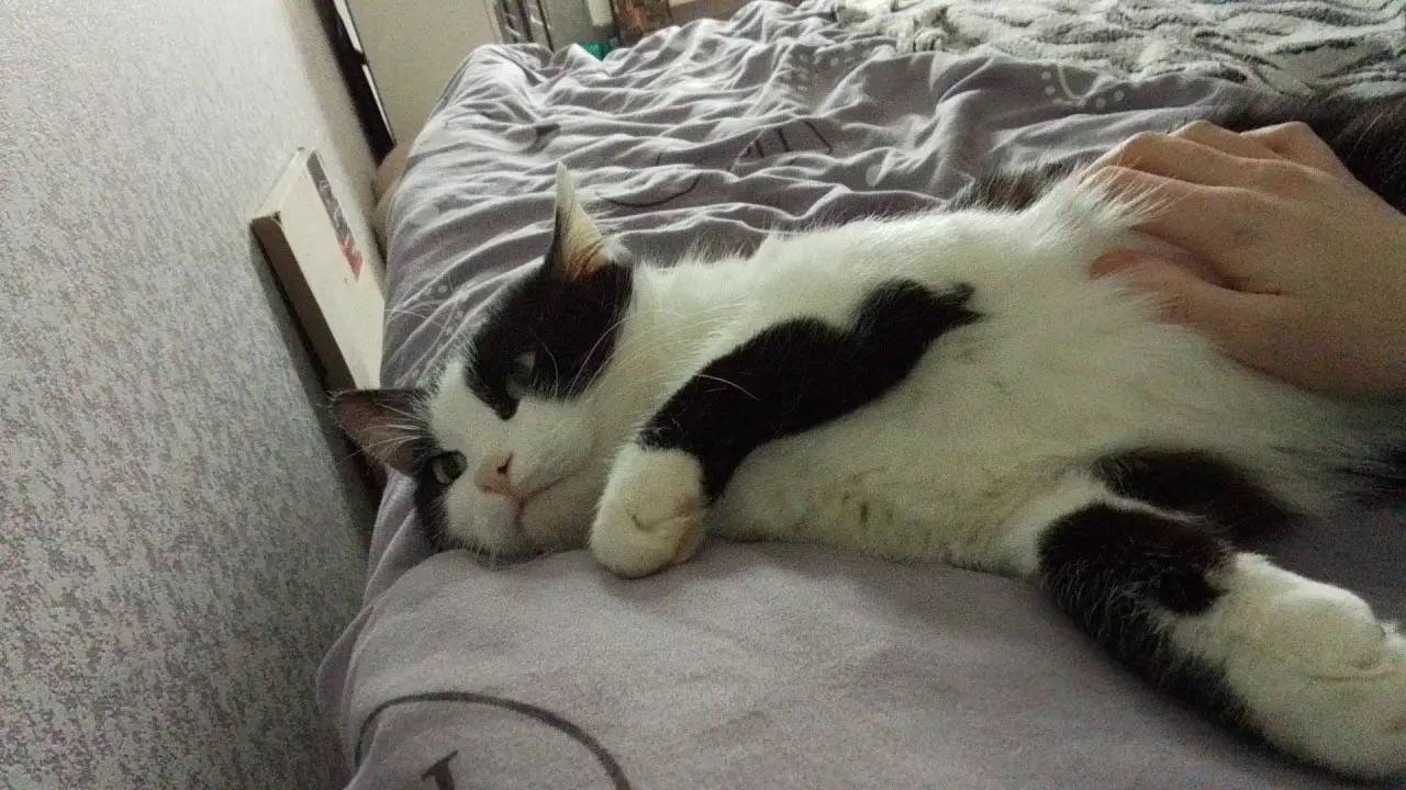 Пропала кошка Буся, Пушкино