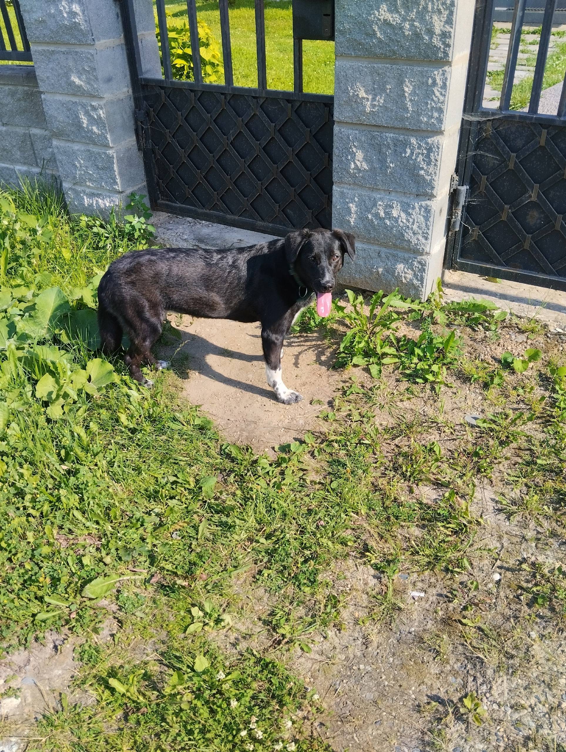 Пропал пёс Проша, район Ананьино