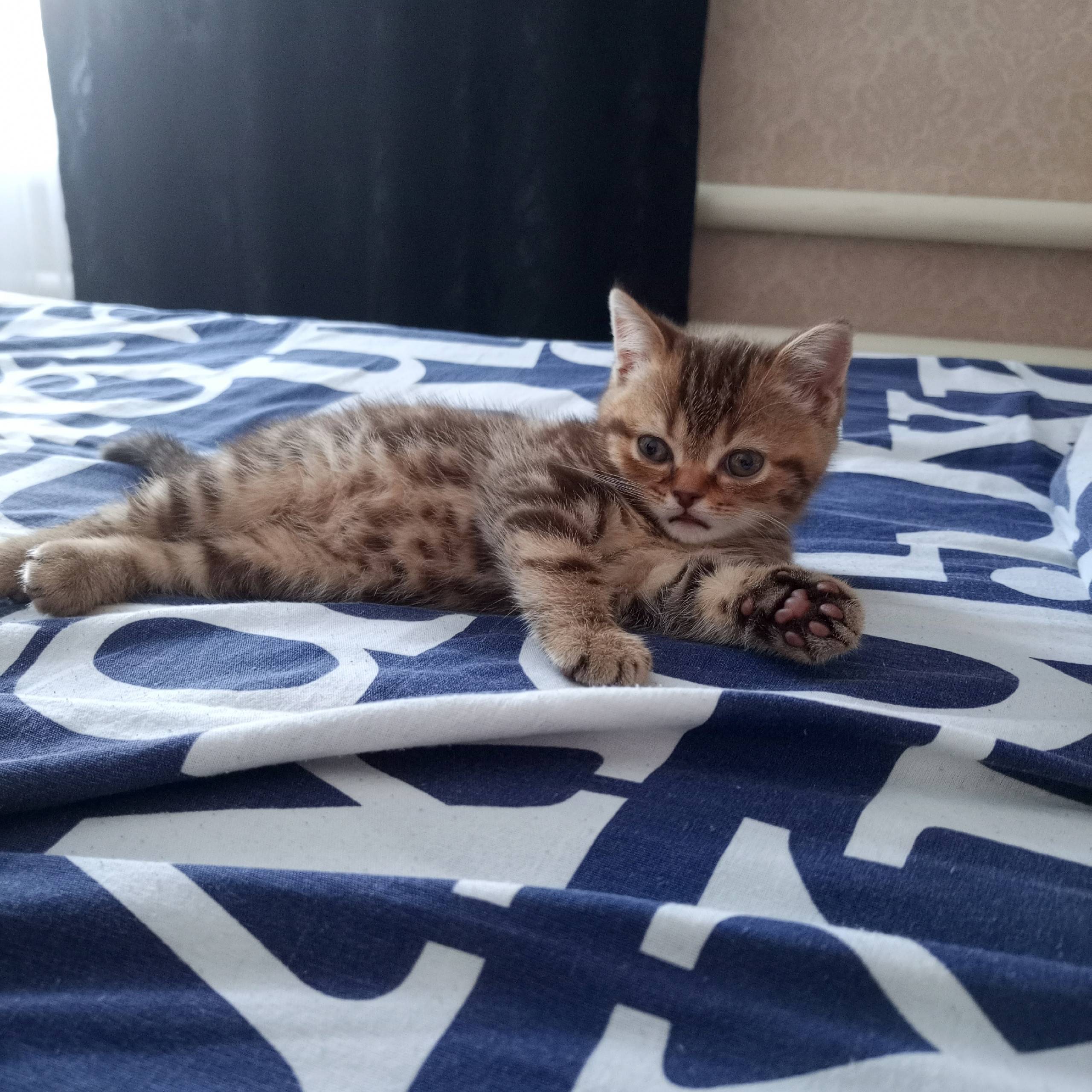 Пропал котёнок, район Слободки, Михайловка