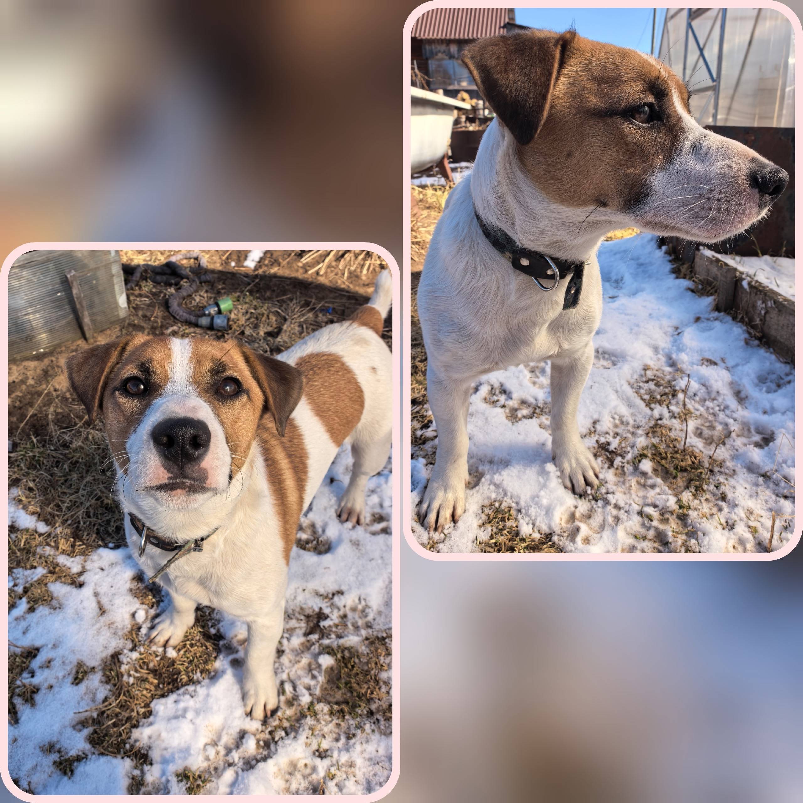 Пропал Раф, собака