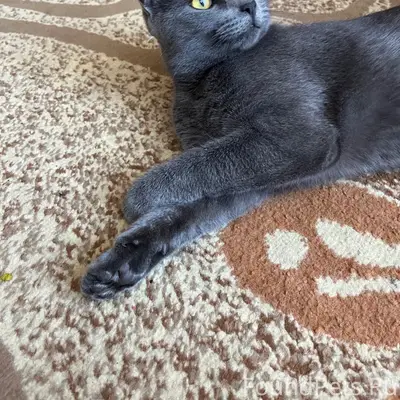 Пропала кошка Сима, Кондопога