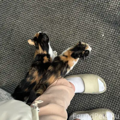 Найдены котята, подброшены под дверь студии