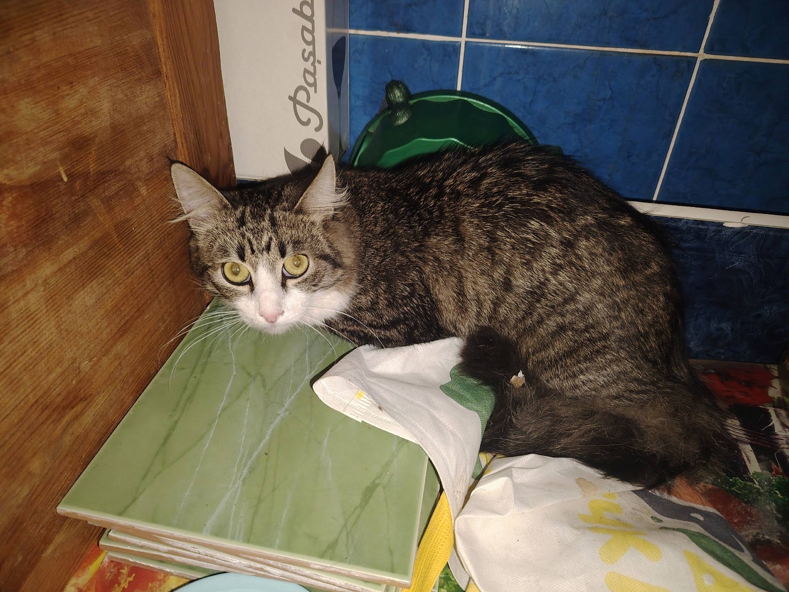 Найден кот, рядом с молодым парком со стороны Беларусбанка