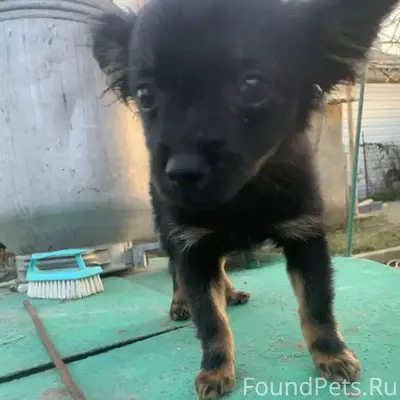 Пропала той-терьер, Ротный (динамик)