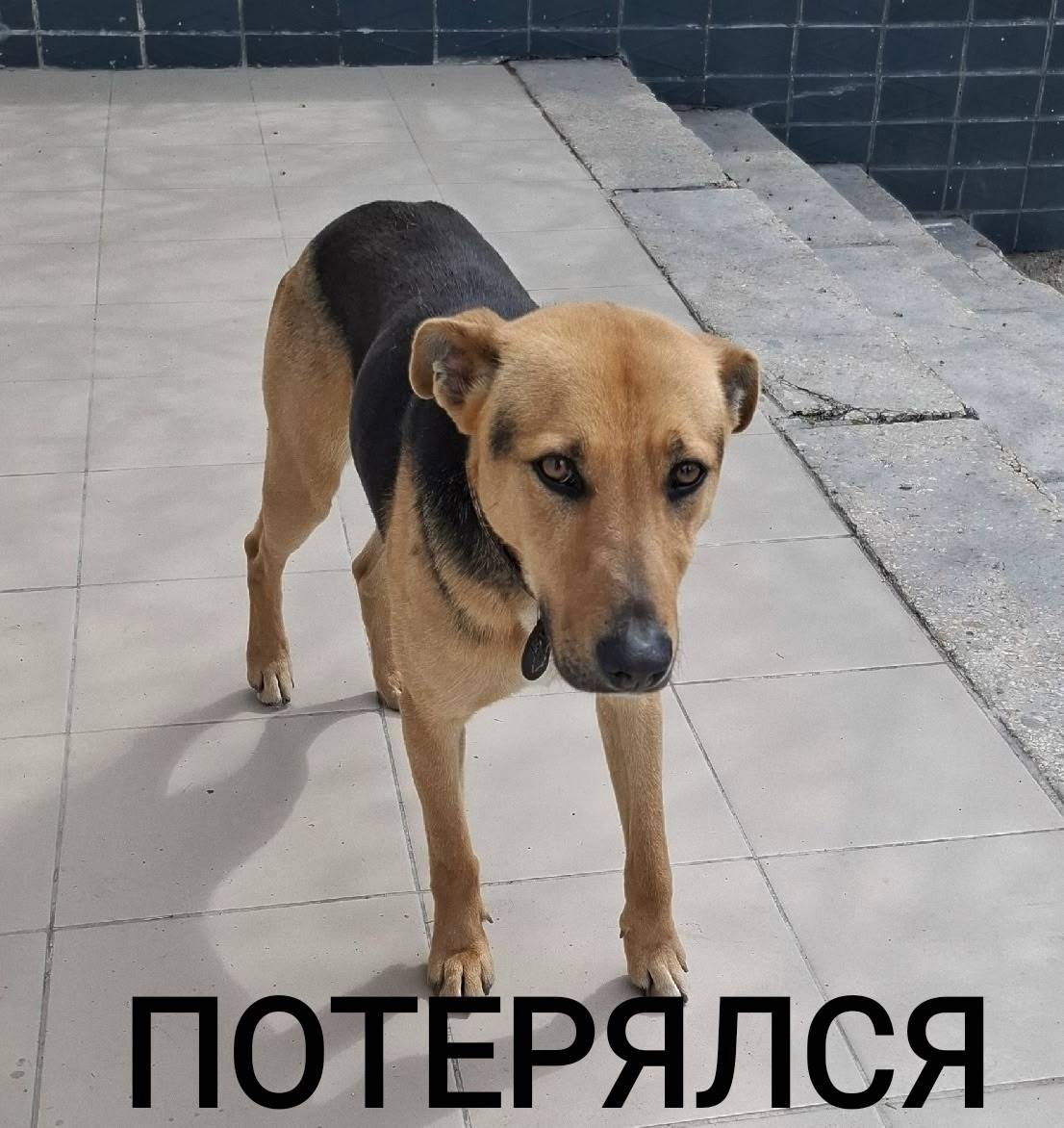 Пропал кобель Боцман, Камышовая бухта