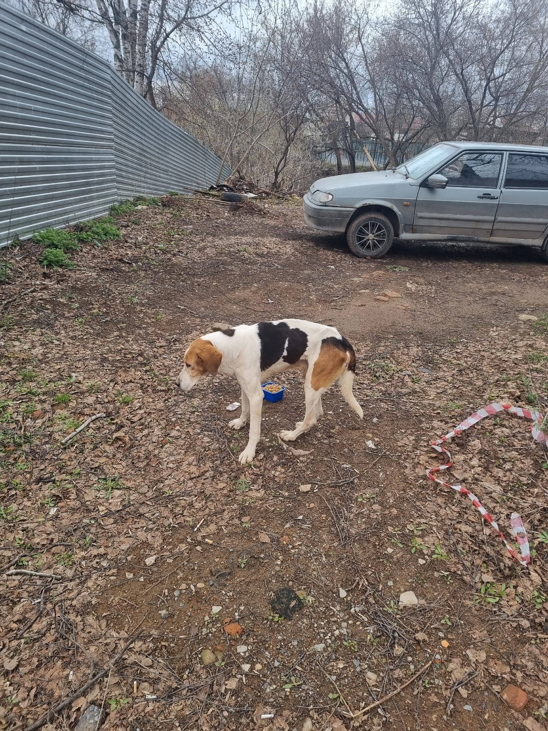 Найденна гончая, Воткинск