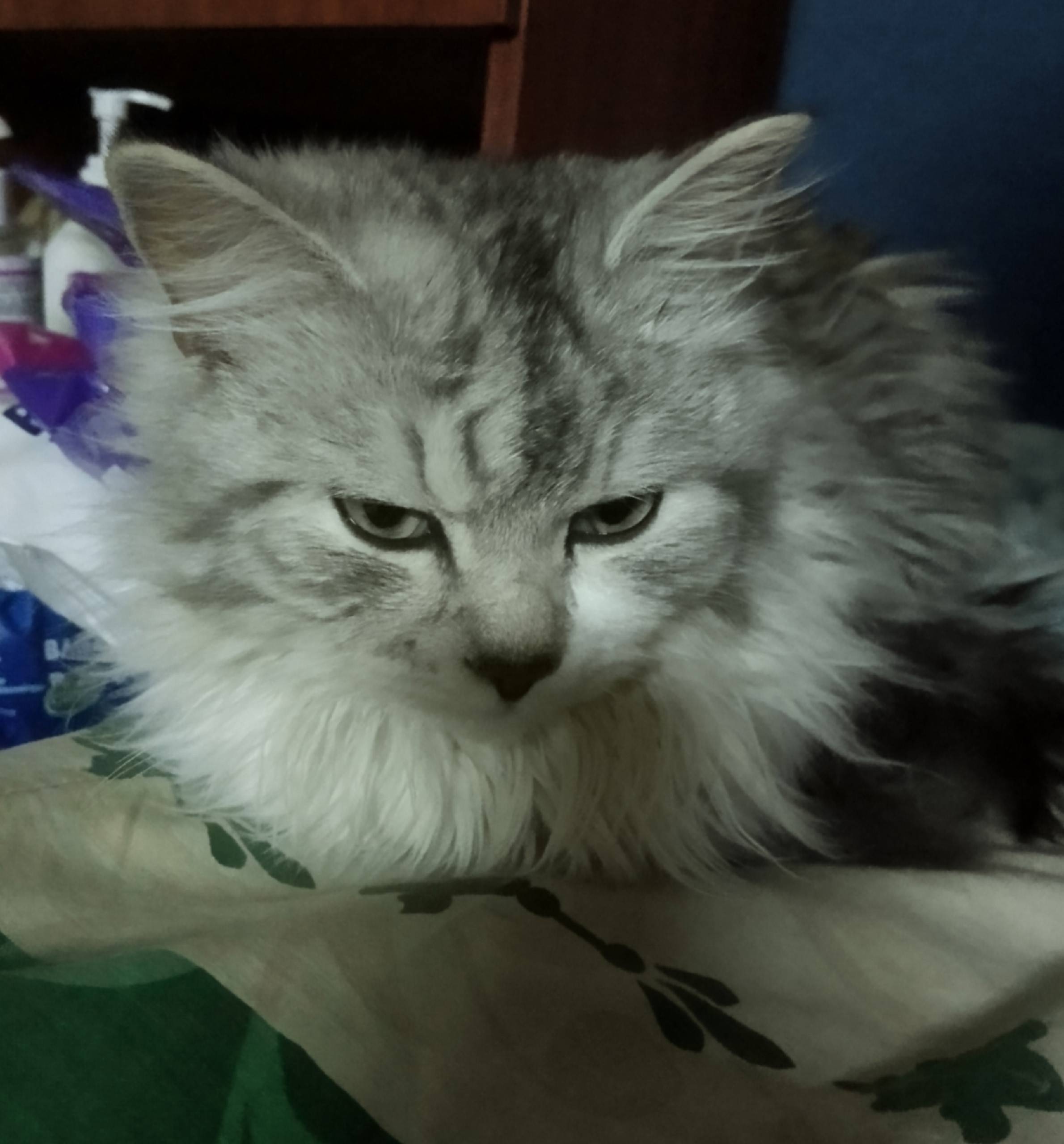 Пропал кот Фунтик, ул. Шахтёра