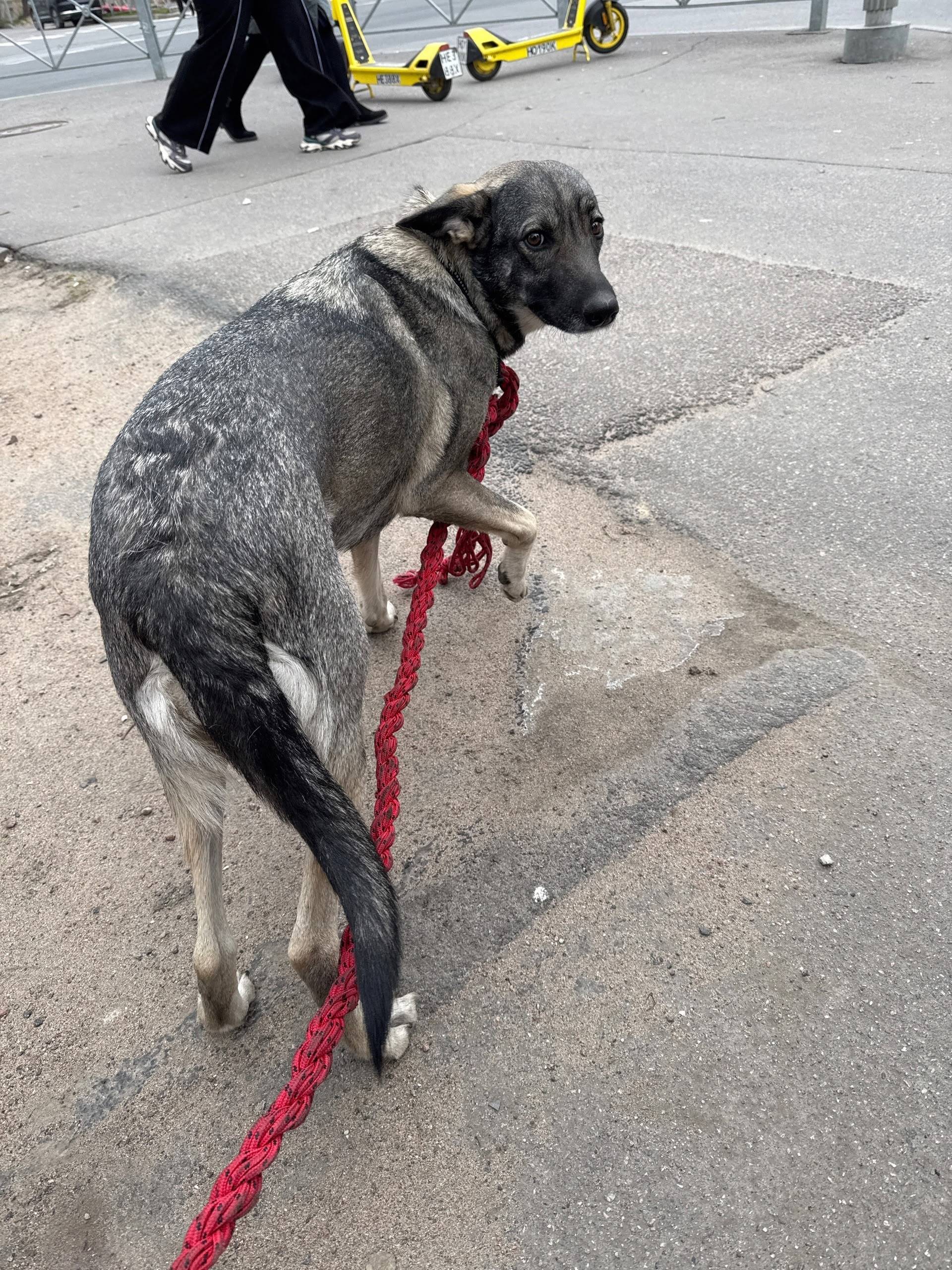 Найден тип собака, возле Терема