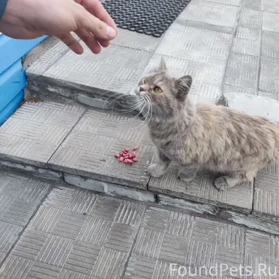 Найдена кошка, улица Индустриальная 6