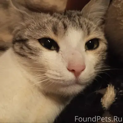 Пропала кошка Киса, Отрадное Новоусманский район