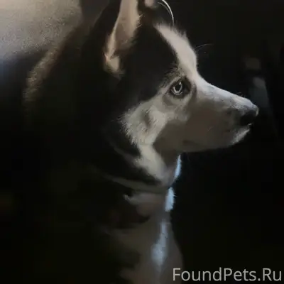 Пропала хаски Майя, Яхрома