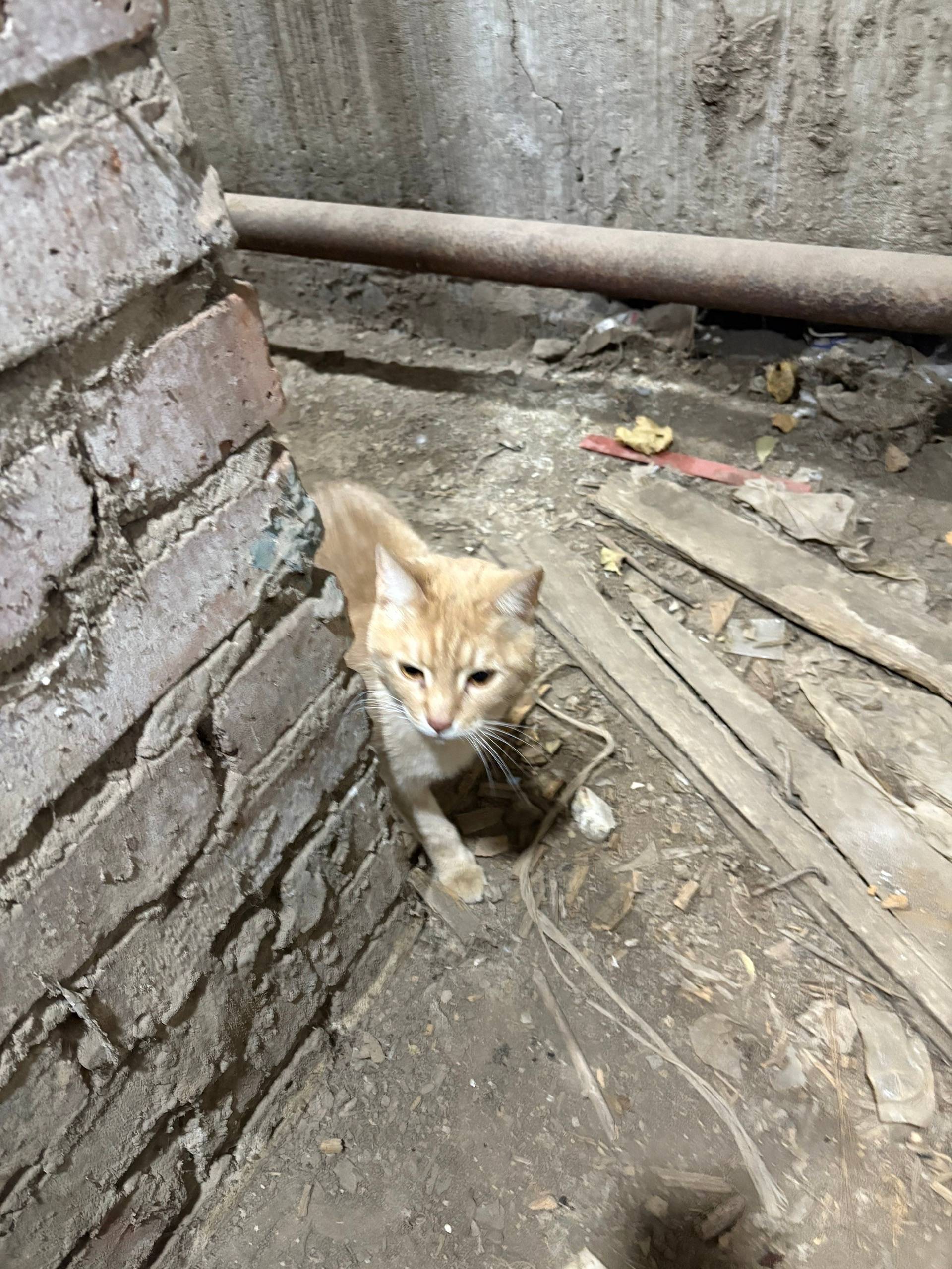 Найден взрослый кот, контактный