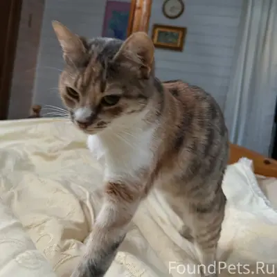 Пропала кошка Ракушка, Сузинская и Воскресенская