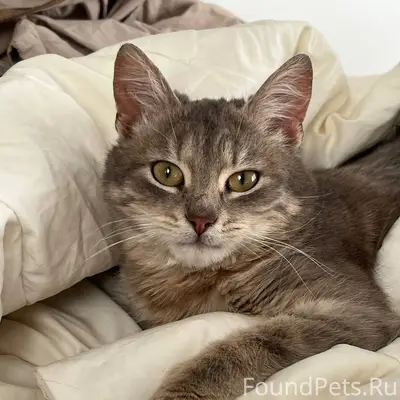 Найден британец, ул. Летчика Позднякова