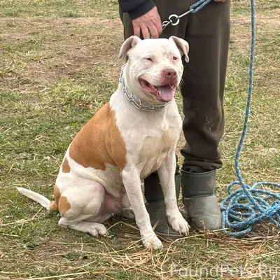Найден тип собака, Дружноселье, Сиверская