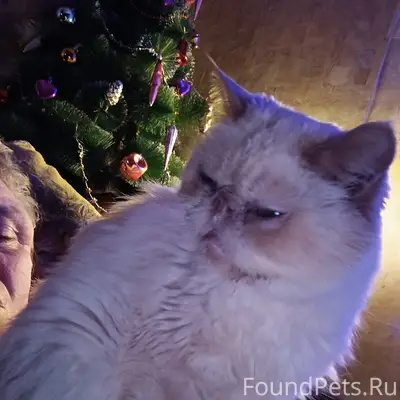 Пропал экзот Котя, СНТ «Звезда» — «Любитель»