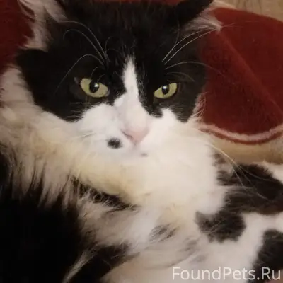 Пропала кошка.