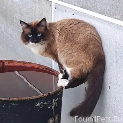 Пропал кот Филя, ул. Пригородная