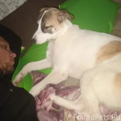 Пропал Тобик, центр города