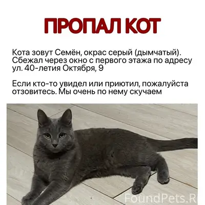 Пропал кот, серый, дымчатый, Уралмаш