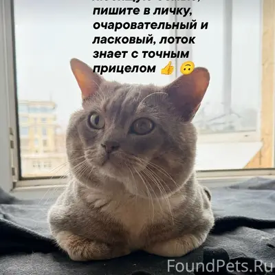Найден кот, Советская-Красноармейская