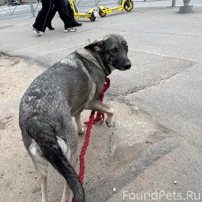 Найден тип собака, возле Терема