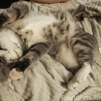 Пропал кот Кузя, район Ленина д. 25