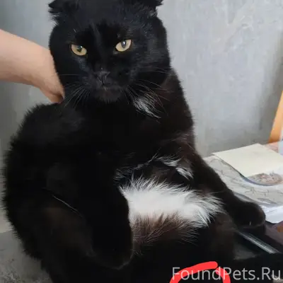 Пропал вислоухий кот Барсик, п. Мирный
