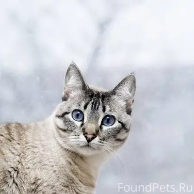 Пропала кошка, район ул. Строителей и ул. Челябинская