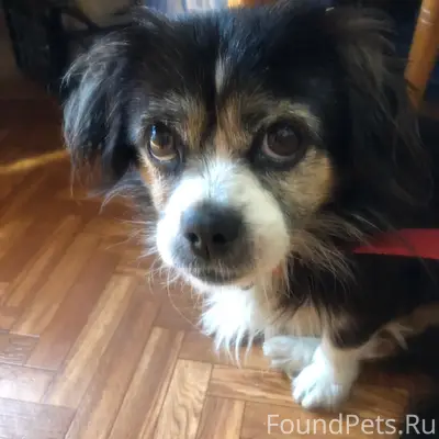 Пропала собака, район Кальфа, г. Севастополь