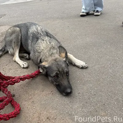Найдена собака, Колпино