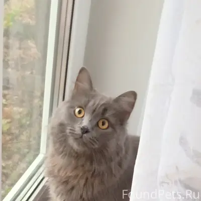 Пропала кошка Стеша, Гулебада