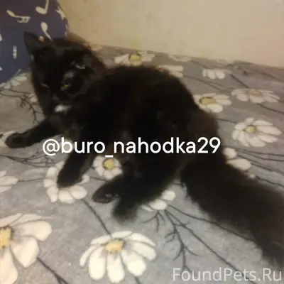 Пропала кошка, Варавино