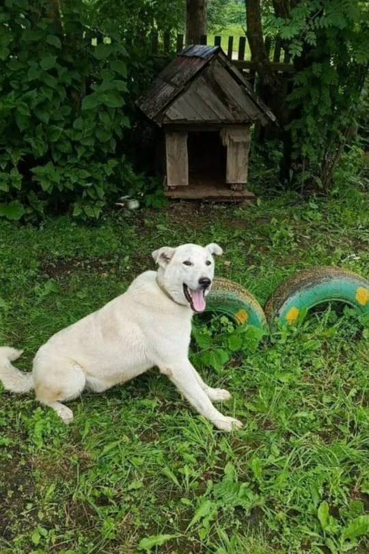 Пропал Байкал, Переславский район