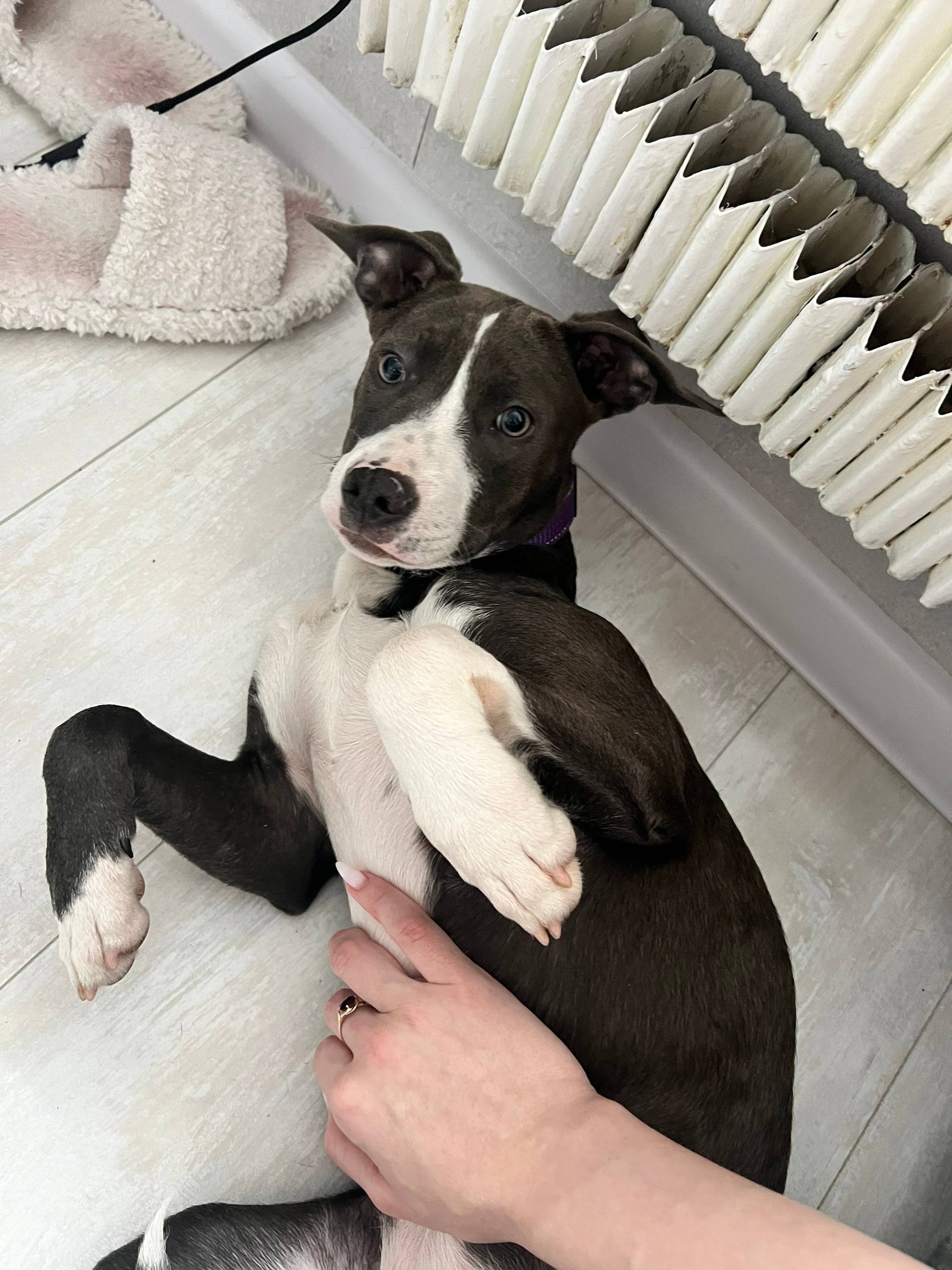 Пропала девочка стаффорд Моня, приволжский район