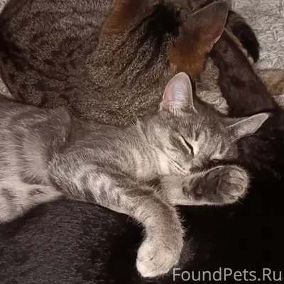 Пропала кошка Ася, СНТ Забота